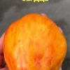 ТЮЛЬПАН ЖЕЛТЫЙ СЕРДЦЕ (TULIP YELLOW HEART) - желтая крупная сливка-сердце, биколор, 3 семян 12709 ТЮЛЬПАН ЖЕЛТЫЙ СЕРДЦЕ (TULIP YELLOW HEART) - желтый сплющенный биколор 12709