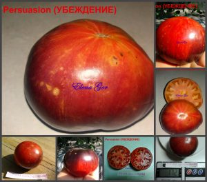 УБЕЖДЕНИЕ (PERSUASION) - красно-синий томат, антоциан, 10 семян УБЕЖДЕНИЕ (PERSUASION) - красно-синий томат, антоциан