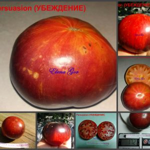 УБЕЖДЕНИЕ (PERSUASION) - красно-синий томат, антоциан