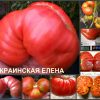 УКРАИНСКАЯ ЕЛЕНА (ALENA UKRAINIAN) - ранний розовый огромный бифштекс, 10 семян 4275 УКРАИНСКАЯ ЕЛЕНА - ранний розовый огромный бифштекс 4275