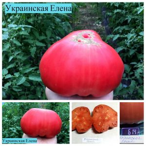 УКРАИНСКАЯ ЕЛЕНА - ранний розовый огромный бифштекс