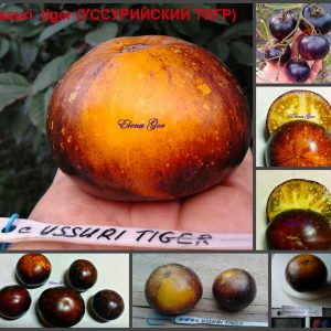 УССУРИЙСКИЙ ТИГР - среднеспелый сорт с проявлением антоциана