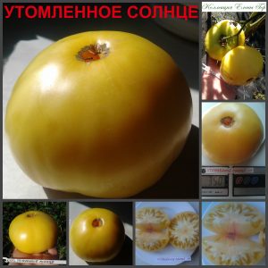 УТОМЛЕННОЕ СОЛНЦЕ (BURNT BY THE SUN) - ранний желтый биколор