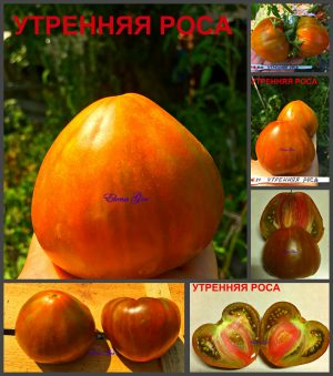 УТРЕННЯЯ РОСА (MORNING DEW) - раннее сердце-биколор