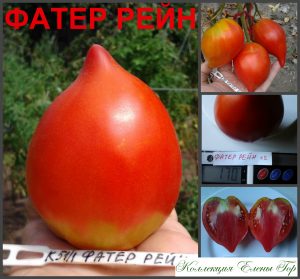 ФАТЕР РЕЙН (VATER RHEIN) - раннее красное сердце