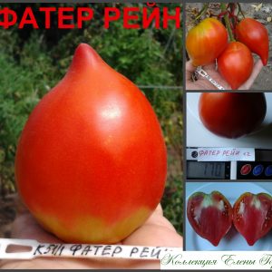 ФАТЕР РЕЙН (VATER RHEIN) - раннее красное сердце