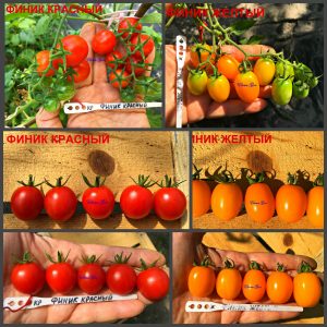 ФИНИК КРАСНЫЙ (DATE RED) - красная плотная сливка, сложная кисть. ФИНИК ЖЕЛТЫЙ