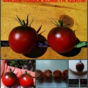 ФИОЛЕТОВАЯ КОМЕТА ХЕЙЛИ (HALEY'S PURPLE COMET) - ранний красно-синий черри