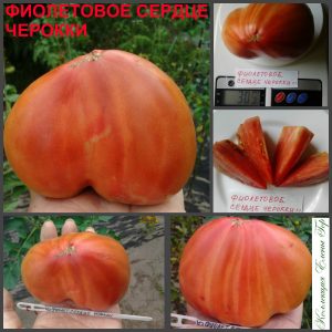ЧЕРОКИ ПУРПУРНОЕ СЕРДЦЕ (CHEROKEE PURPLE HEART) - раннее пурпурное сердце