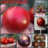 ФИОЛЕТОВЫЙ (PURPLE) - ранний красно-синий томат, антоциан
