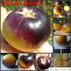 ФИОЛЕТОВЫЙ БОЛЬШОЙ БЕЛЫЙ (GREAT WHITE+Р20) - желто-синий бифштекс