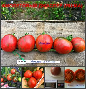 ФИОЛЕТОВЫЙ ШМЕЛЬ (PURPLE BUMBLE) - ранний пурпурный томат