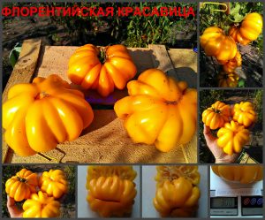 ФЛОРЕНТИЙСКАЯ КРАСАВИЦА (FLORENTINE BEAUTY) - желтый плоско-ребристый томат