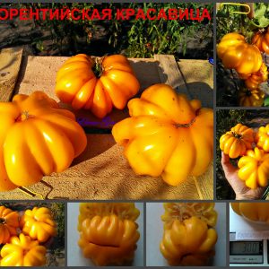 ФЛОРЕНТИЙСКАЯ КРАСАВИЦА (FLORENTINE BEAUTY) - желтый плоско-ребристый томат