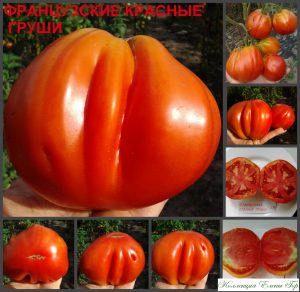 ФРАНЦУЗСКИЕ КРАСНЫЕ ГРУШИ (Red Pear Franchi, ENTOMATEN) - красный крупный трюфель, 10 семян ФРАНЦУЗСКИЕ КРАСНЫЕ ГРУШИ - красный крупный трюфель