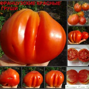 ФРАНЦУЗСКИЕ КРАСНЫЕ ГРУШИ - красный крупный трюфель