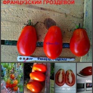 ФРАНЦУЗСКИЙ ГРОЗДЕВОЙ (FRENCH GROZDEVOY). Среднеспелый классический консервный сорт