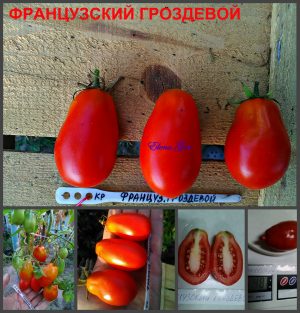 ФРАНЦУЗСКИЙ ГРОЗДЕВОЙ (FRENCH GROZDEVOY) - красная засолочная сливка, 10 семян ФРАНЦУЗСКИЙ ГРОЗДЕВОЙ (FRENCH GROZDEVOY). Среднеспелый классический консервный сорт