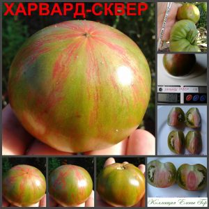 ХАРВАРД СКВЕР (HARVARD SQUARE) - зелено-красный яркий биколор
