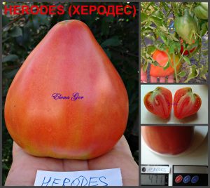 ХЕРОДЕС (HERODES) - красное крупное сердце, 10 семян ХЕРОДЕС (HERODES) - красное крупное сердце