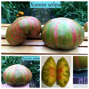 ХИППИ ЗЕБРА (HIPPY ZEBRA) - ранний зелено-красный яркий биколор