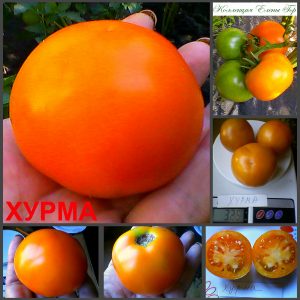 ХУРМА (PERSIMMON) - оранжевый плотный томат