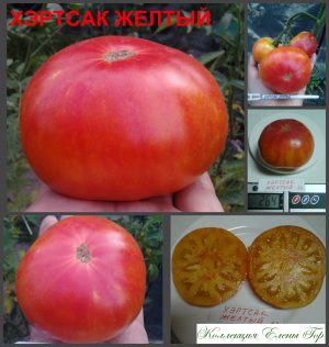 ХЭРТСАК ЖЕЛТЫЙ (HARTSACK YELLOW) - желто-розовый биколор, 10 семян