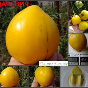 ЦАРЕВИЧ (TSAREVICH) - желтое сердце сорт томатов