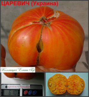 TSAREVICH, Украина - крупный желто-розовый биколор