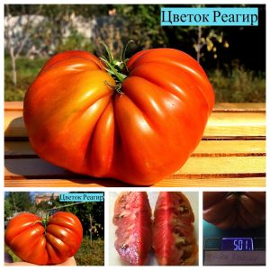 ЦВЕТОК РЕАГИР (FLEUR DE REAGIR) - красный плоский рифленный томат