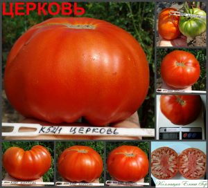 ЦЕРКОВЬ КРАСНЫЙ (CHURCH RED) - красный крупный бифштекс