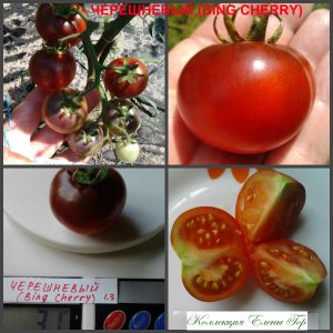 ЧЕРЕШНЕВЫЙ (BING CHERRY) - ранний красно-синий томат