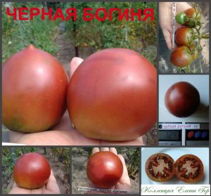 ЧЕРНАЯ БОГИНЯ (BLACK GODDESS) - сорт шоколадной сливки