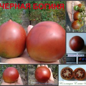 ЧЕРНАЯ БОГИНЯ (BLACK GODDESS) - сорт шоколадной сливки