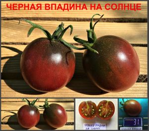 ЧЕРНАЯ ВПАДИНА НА СОЛНЦЕ (Black Hole Sun) - пурпурная сливка, антоциан, 10 семян ЧЕРНАЯ ВПАДИНА НА СОЛНЦЕ (Black Hole Sun) - пурпурная сливка