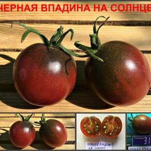 ЧЕРНАЯ ВПАДИНА НА СОЛНЦЕ (Black Hole Sun) - пурпурная сливка