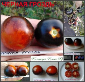 ЧЕРНАЯ ГРОЗДЬ (BLACK BUNCH) - красно-синий черри, антоциан