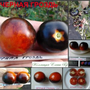 ЧЕРНАЯ ГРОЗДЬ (BLACK BUNCH) - красно-синий черри, антоциан