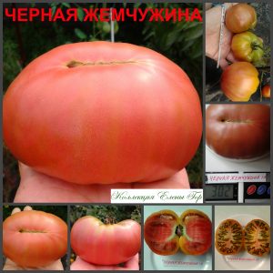 ЧЕРНАЯ ЖЕМЧУЖИНА (BLACK PERL) - шоколадный бифштекс