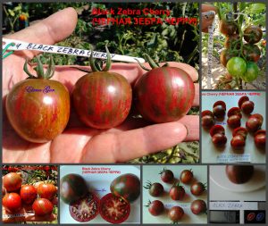 ЧЕРНАЯ ЗЕБРА ЧЕРРИ (BLACK ZEBRA CHERRY) - ранний шоколадный черри