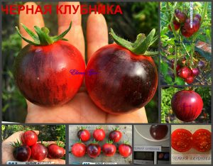 ЧЕРНАЯ КЛУБНИКА (BLACK STRAWBERRY) - ранний малиново-синий томат, антоциан, 10 семян ЧЕРНАЯ КЛУБНИКА (BLACK STRAWBERRY) - ранний малиново-синий томат