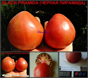 ЧЕРНАЯ ПИРАМИДА (BLACK PIRAMID) - пурпурное сердечко