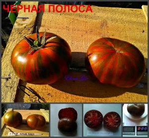 ЧЕРНАЯ ПОЛОСА (BLACK STRIPE) - ранний шоколадный бифштекс