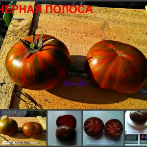 ЧЕРНАЯ ПОЛОСА (BLACK STRIPE) - ранний шоколадный бифштекс