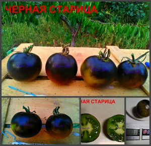 ЧЕРНАЯ СТАРИЦА (BLACK BAYOU) - чернильно-зеленый томат