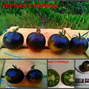 ЧЕРНАЯ СТАРИЦА (BLACK BAYOU) - чернильно-зеленый томат