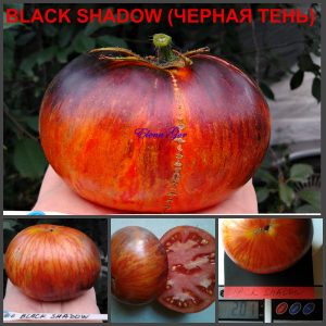 Сорт ЧЕРНАЯ ТЕНЬ