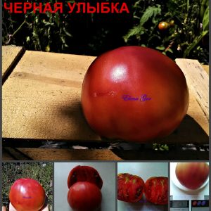ЧЕРНАЯ УЛЫБКА (BLACK SMILE) - ранний пурпурный бифштекс