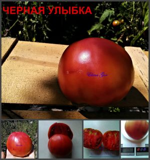 ЧЕРНАЯ УЛЫБКА (BLACK SMILE) - ранний пурпурный бифштекс