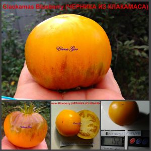 ЧЕРНИКА ИЗ КЛАКАМАСА (CLAKAMAS BLUEBERRY) - желтый томат